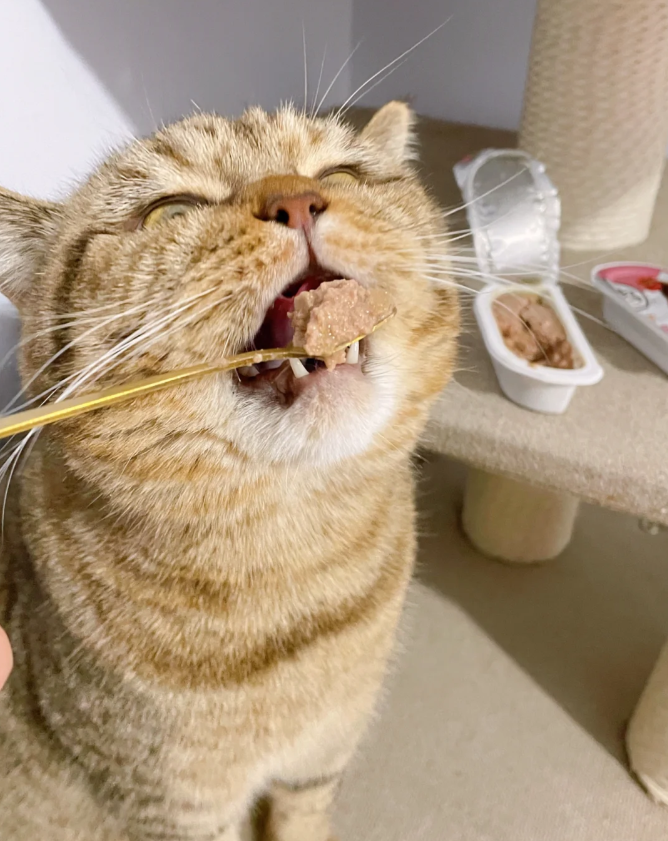 Can I bring canned cat food on the plane