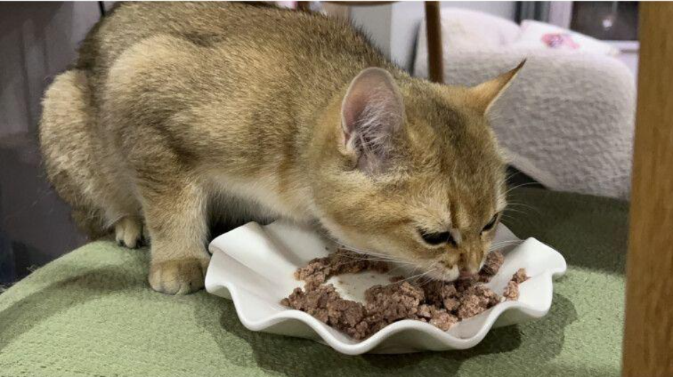 干性的猫粮并不比猫罐头差